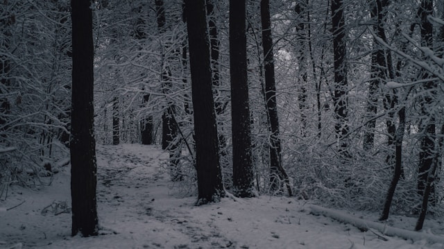 Intermediate Program